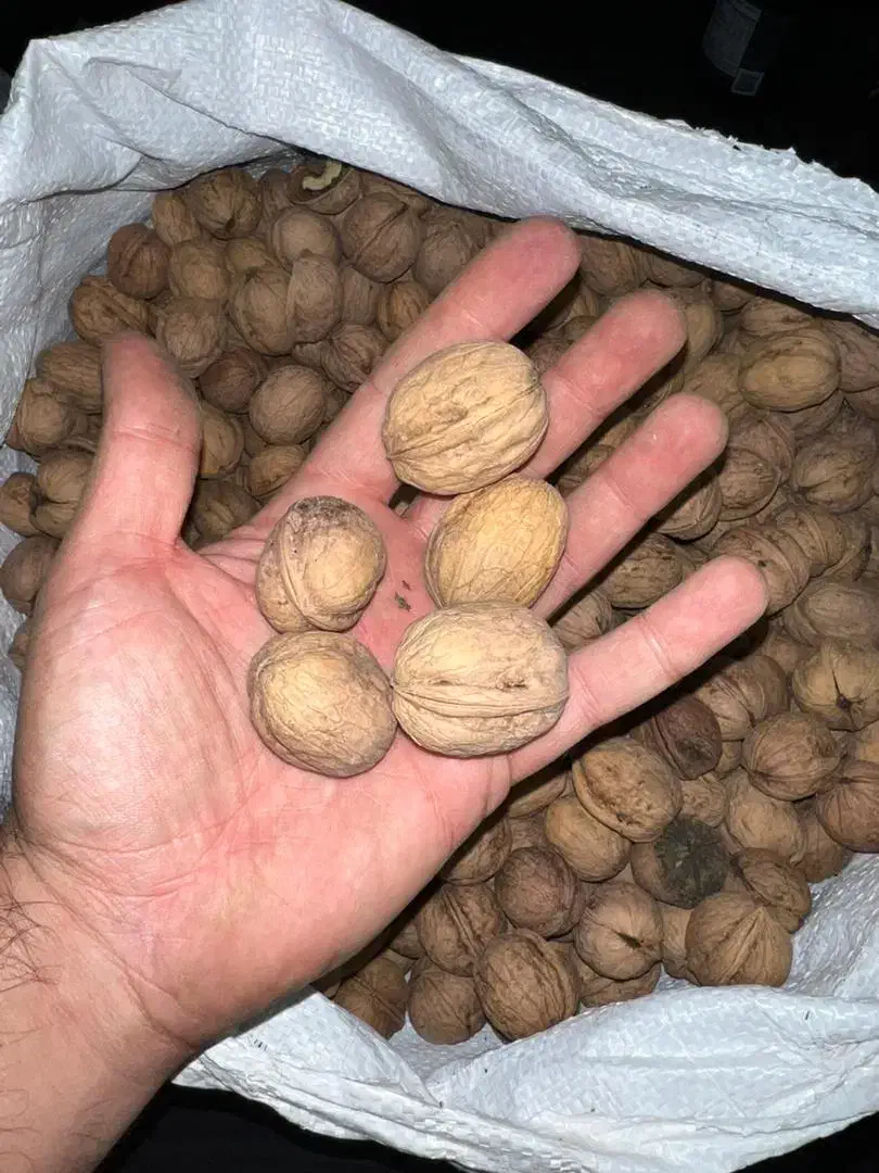 خریدار گردو هستم|عمدهفروشی|سلماس, |دیوار