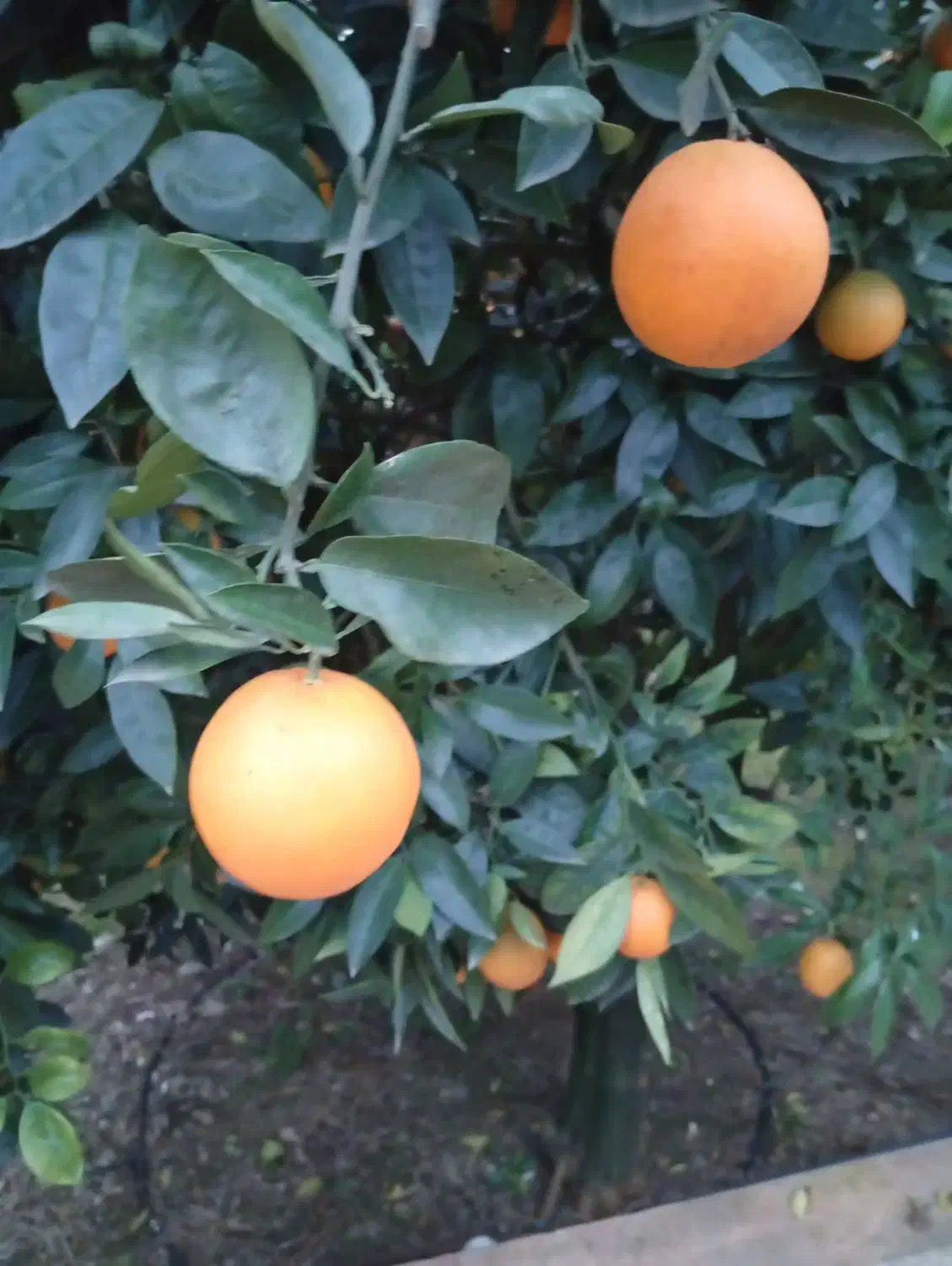 تامسون درجه یک فله|خوردنی و آشامیدنی|عباس‌آباد, |دیوار