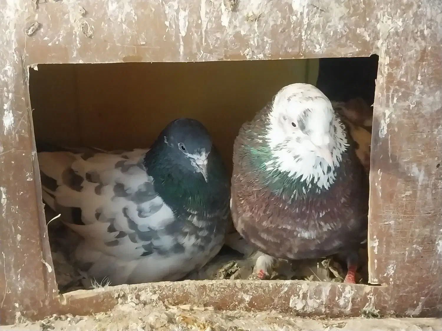 کبوتر|پرنده|هشترود, |دیوار