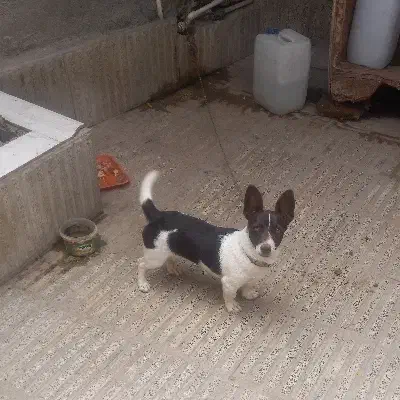 سگ پا کوتاه ماده ۶ ماهه|سگ|گرگان, |دیوار