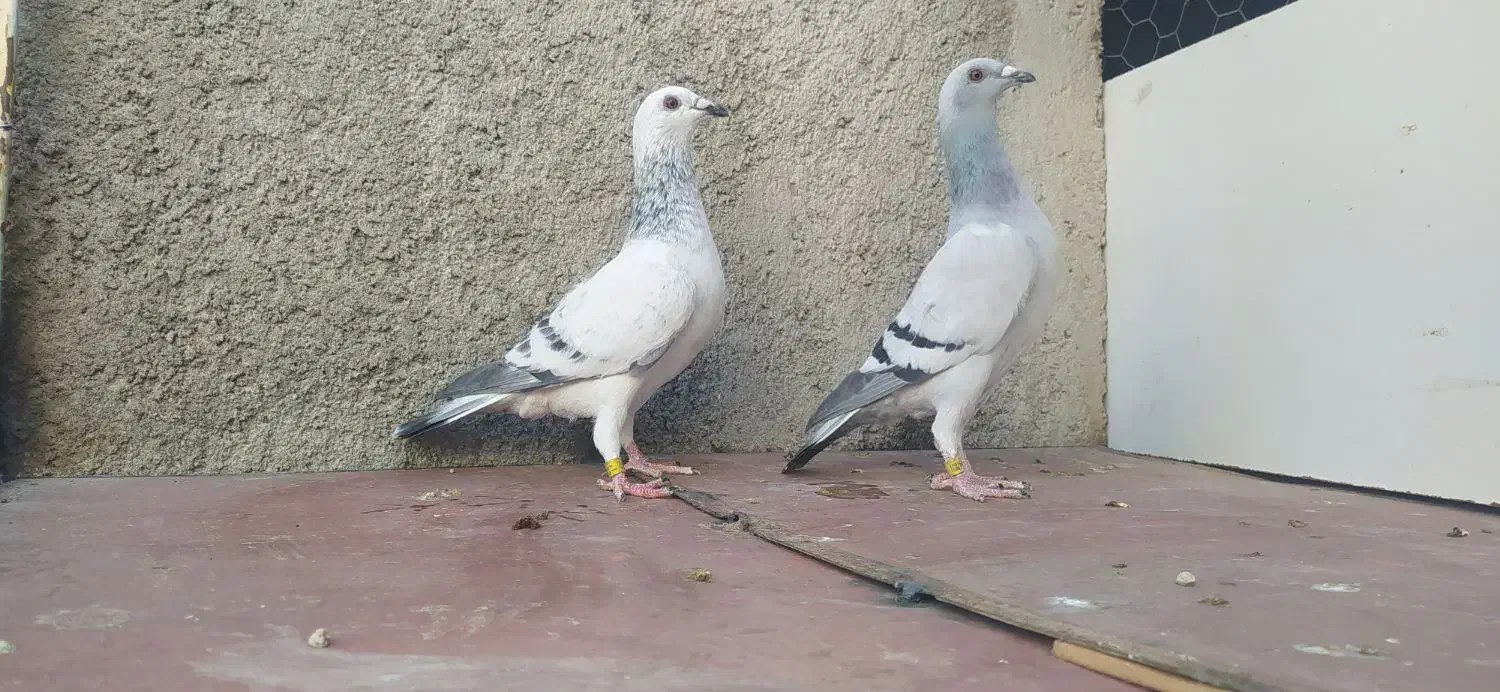 کبوتر|پرنده|وحدتیه, |دیوار