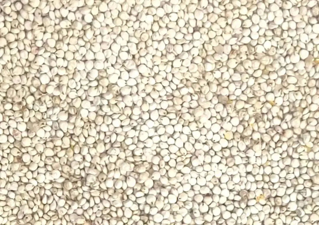 فروش ذرت سفید دانه درشت|عمده‌فروشی|قم, ولیعصر|دیوار