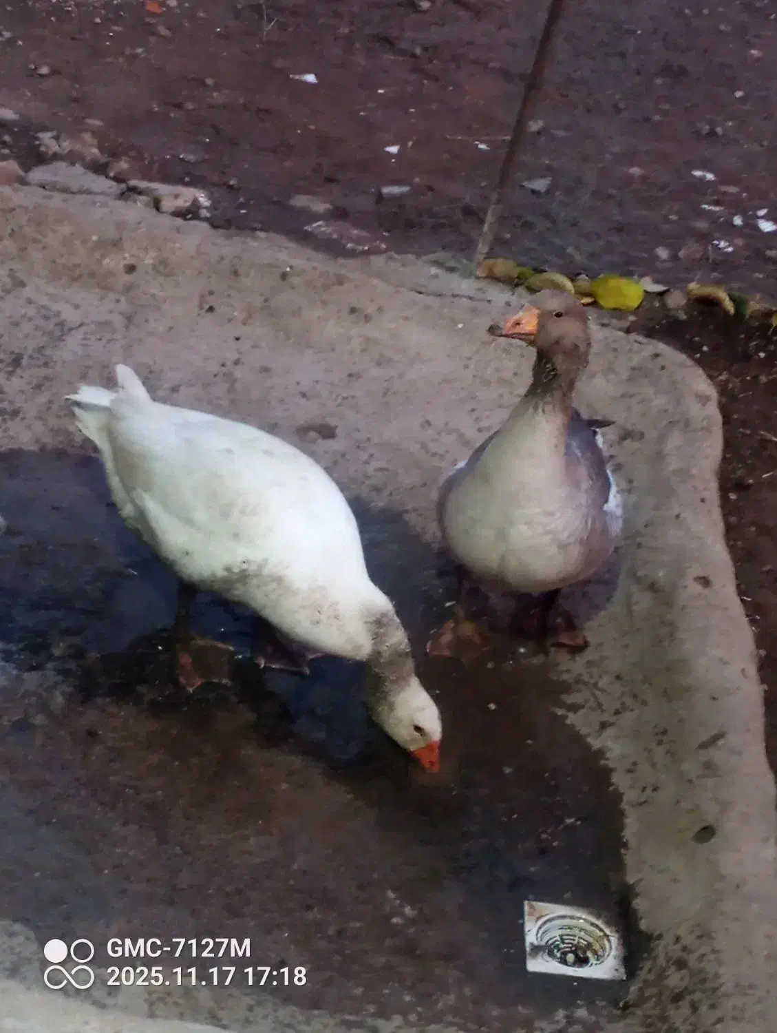 دو عدد غاز|حیوانات مزرعه|اردبیل, |دیوار