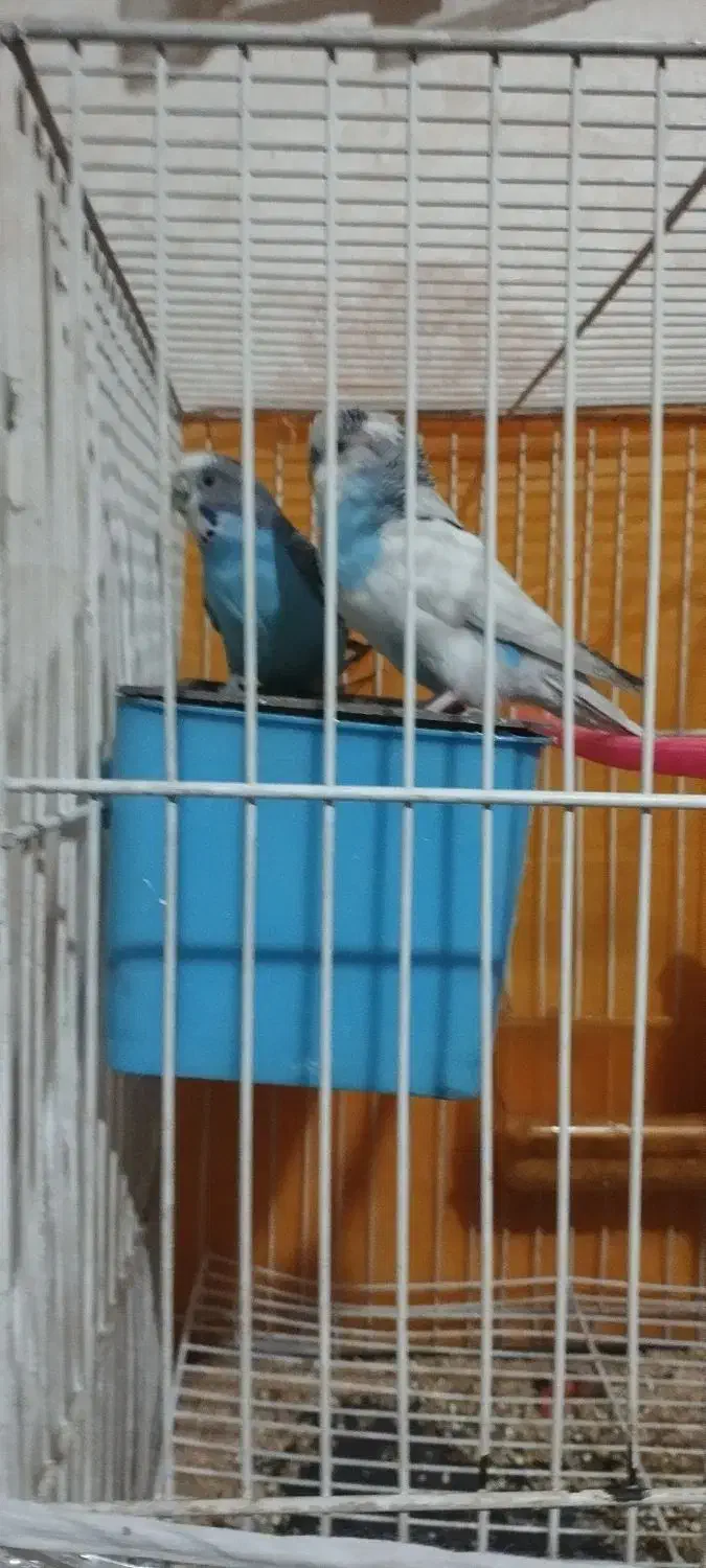 مرغ عشق|پرنده|مشهد, عبادی|دیوار