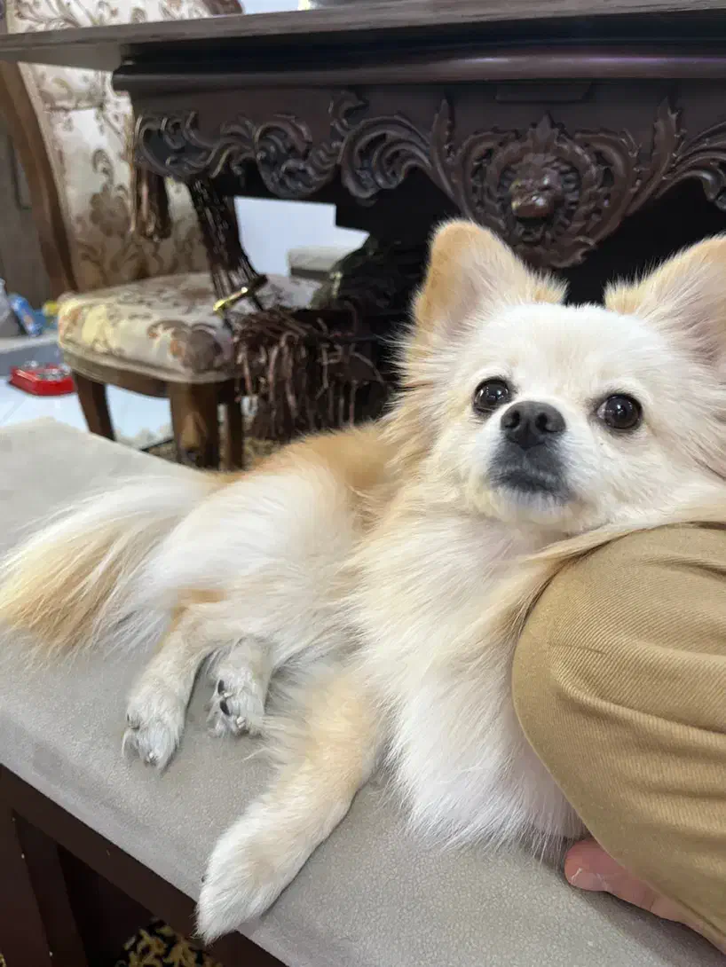 پامر|سگ|کرج, شاهینویلا|دیوار