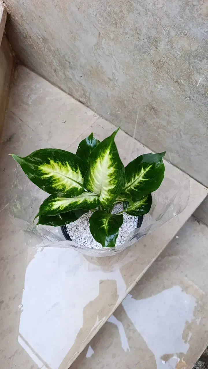 همه دونه ای 100|گل و گیاه طبیعی|نیشابور, شهید بهشتی|دیوار