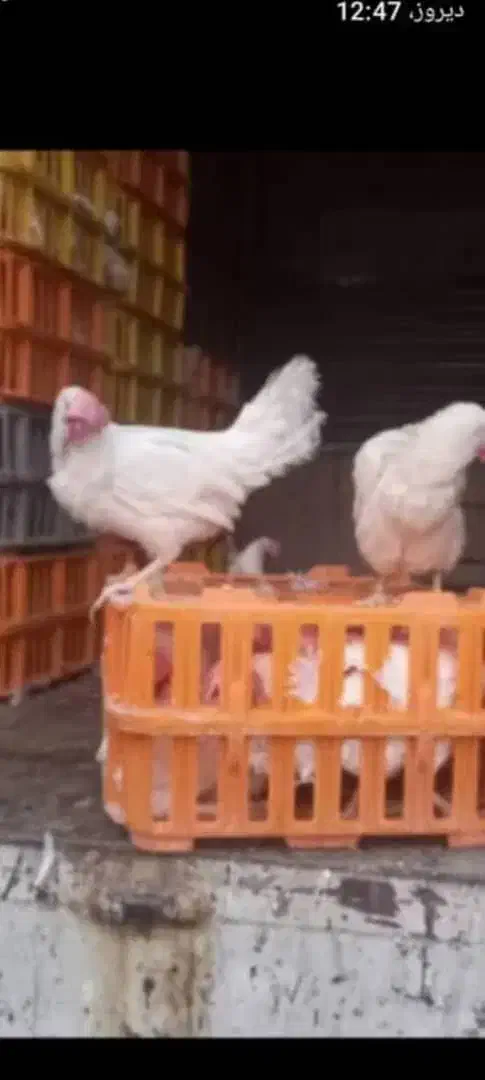 مرغ سفید تخم گزار حراج 120هزارتومن|حیوانات مزرعه|بندر ماهشهر, |دیوار
