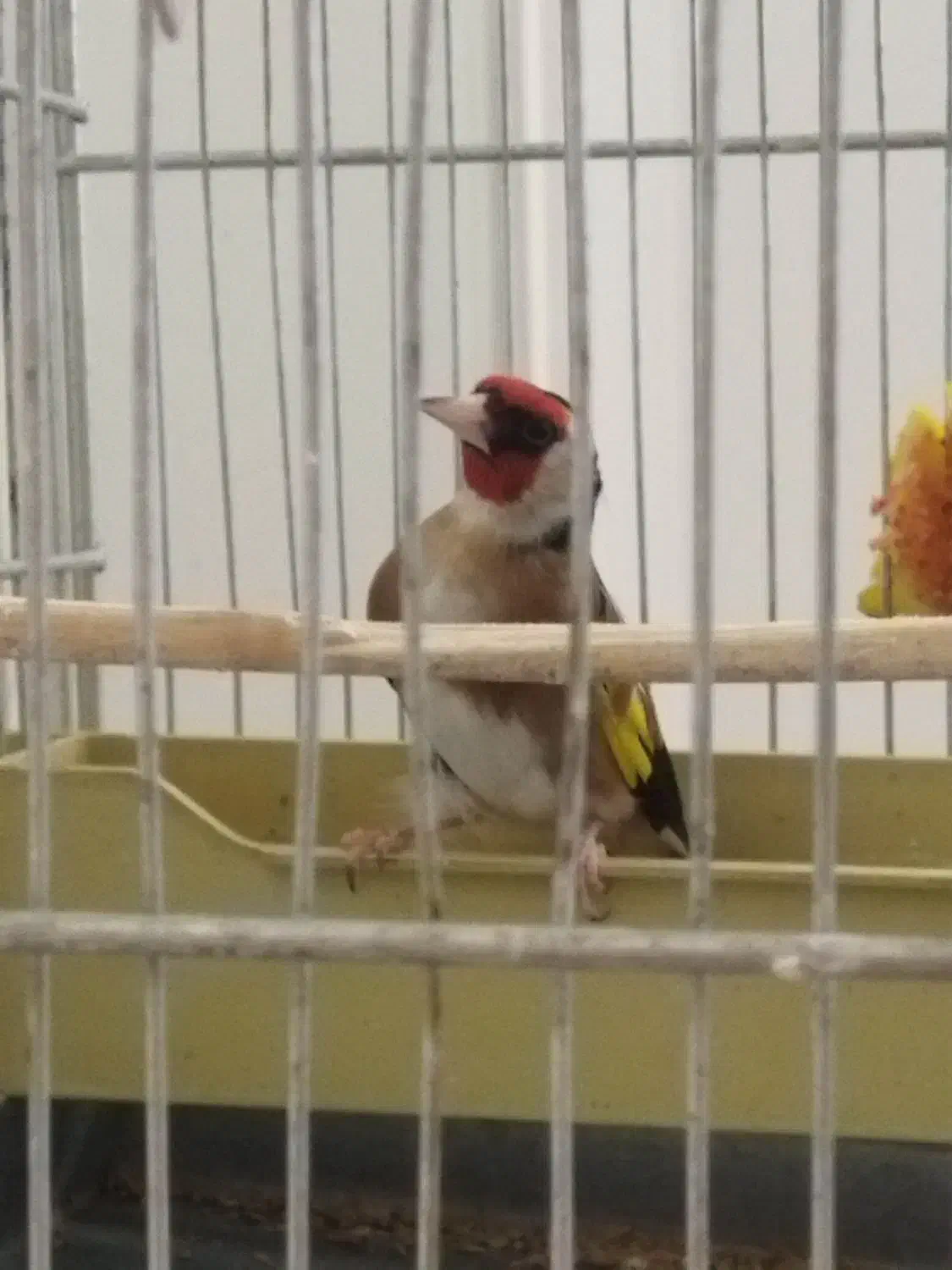 سهره جوجه سال|پرنده|ساوه, |دیوار