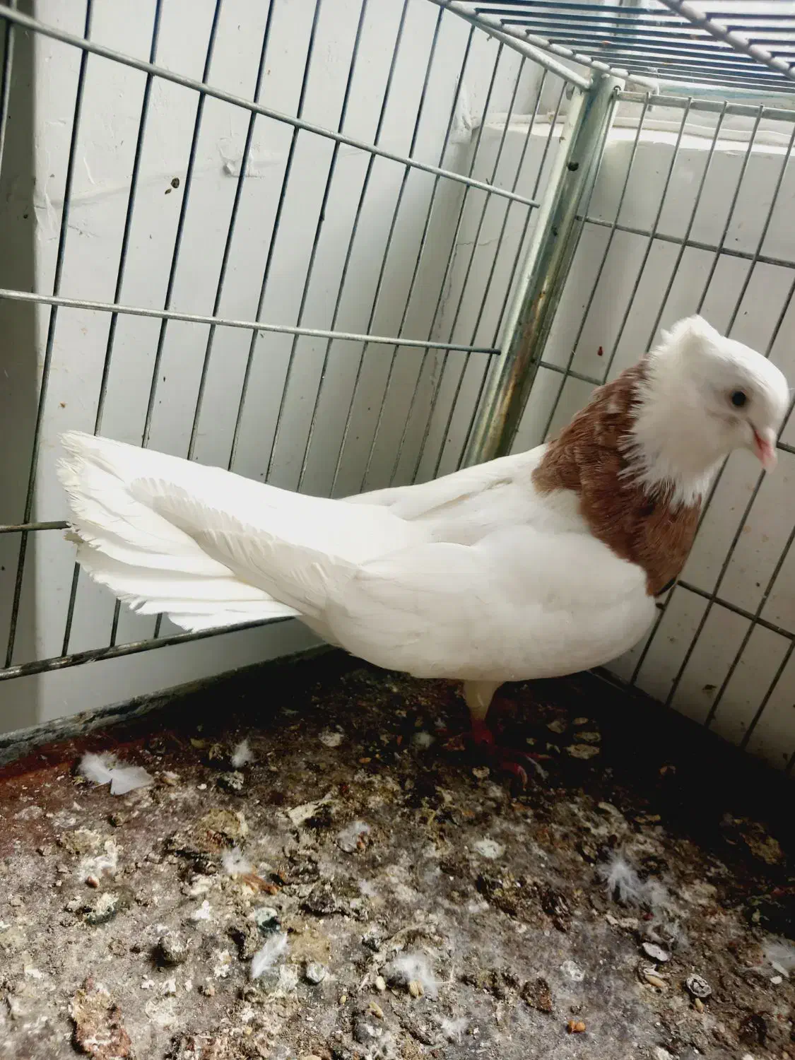 نر طوقی سرور مهر|پرنده|اردکان, |دیوار