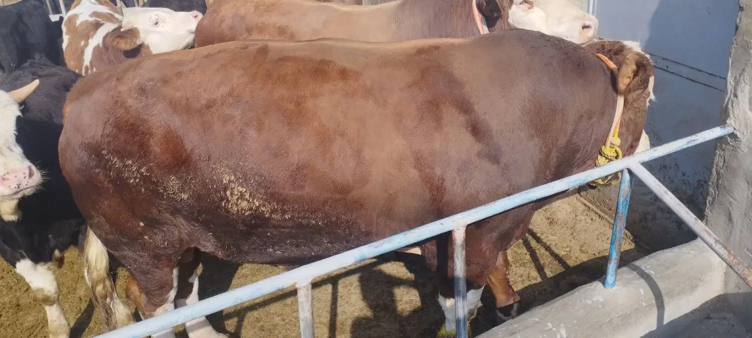 گاو|حیوانات مزرعه|میاندوآب, |دیوار