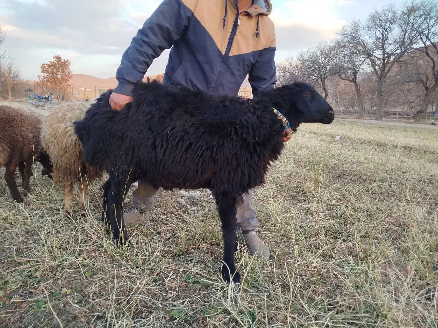 بره قوچ|حیوانات مزرعه|اراک, |دیوار