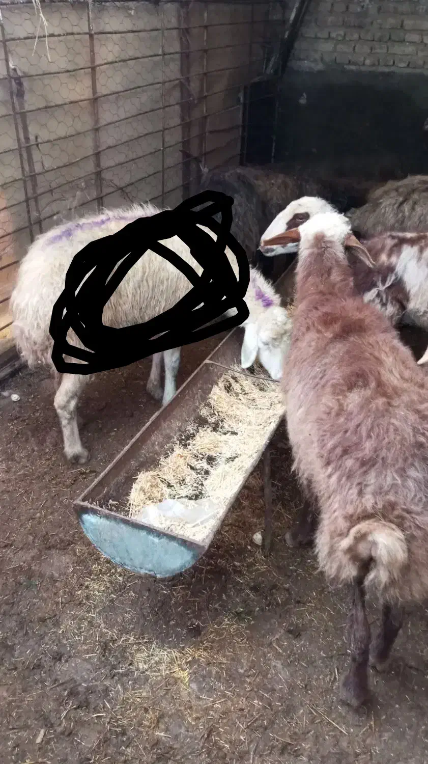 میش و بز|حیوانات مزرعه|مشهد, ویلاشهر|دیوار