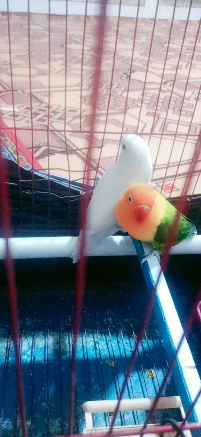 یک جفت طوطی کتوله سرتخم هست|پرنده|ایرانشهر, |دیوار