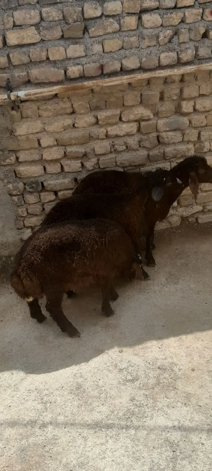 بره نر|حیوانات مزرعه|زنجان, |دیوار