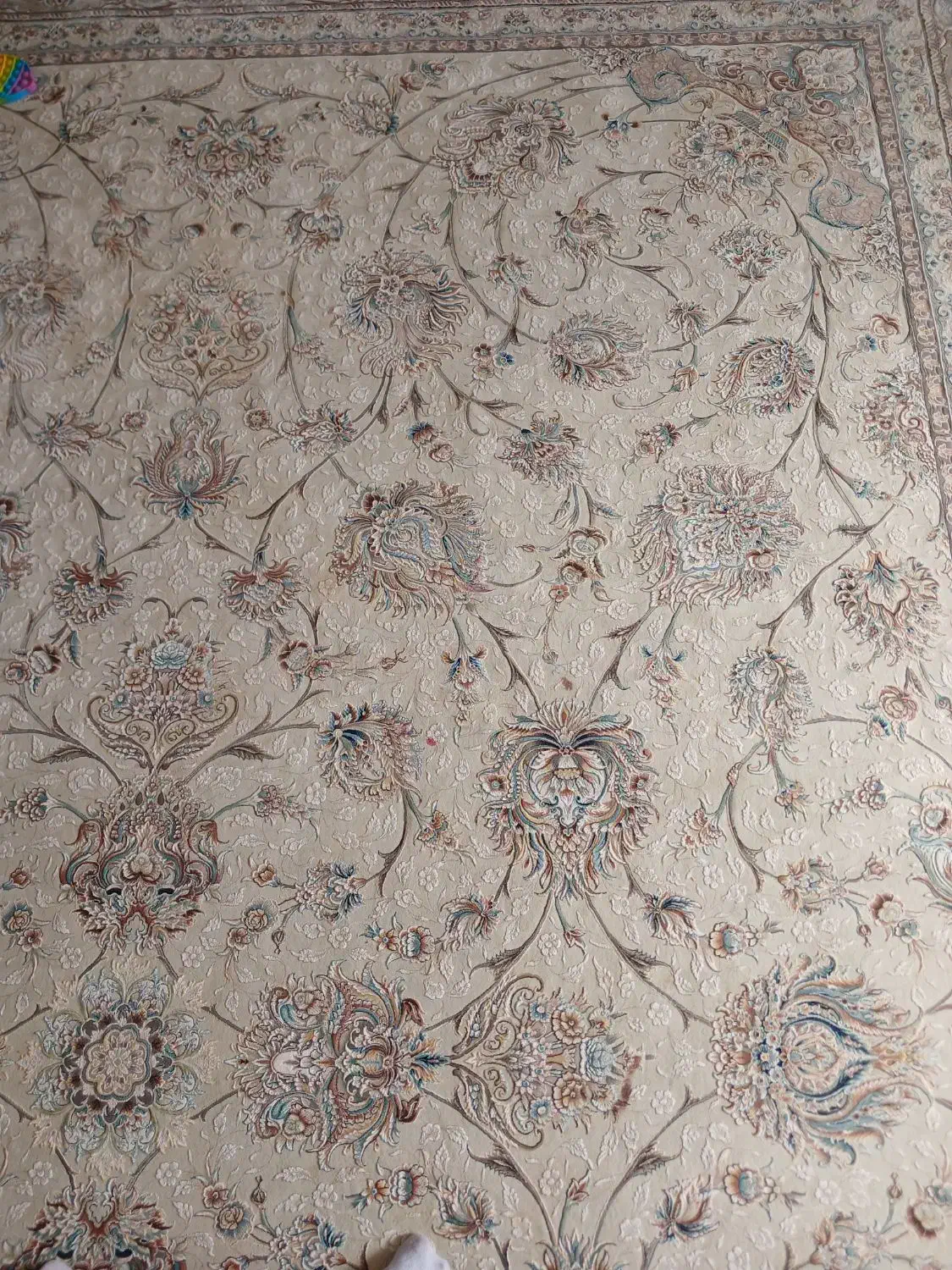 فرش ۱۲ متری|فرش|داراب, |دیوار