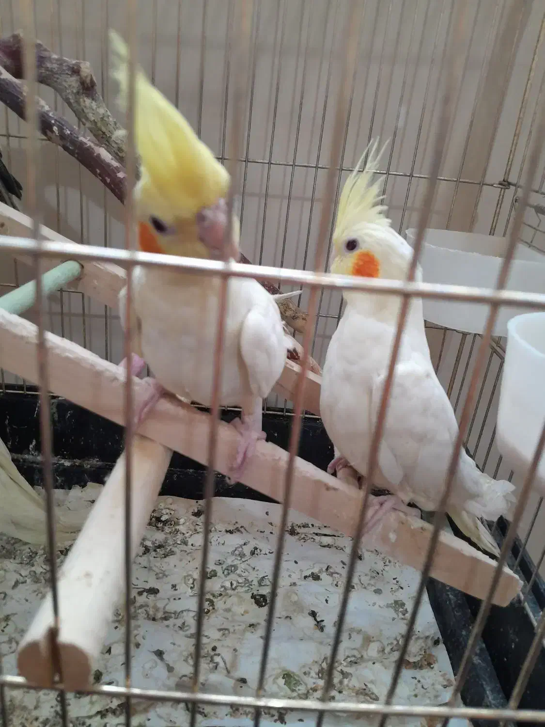 عروس هلندی|پرنده|تهران, آهنگ|دیوار