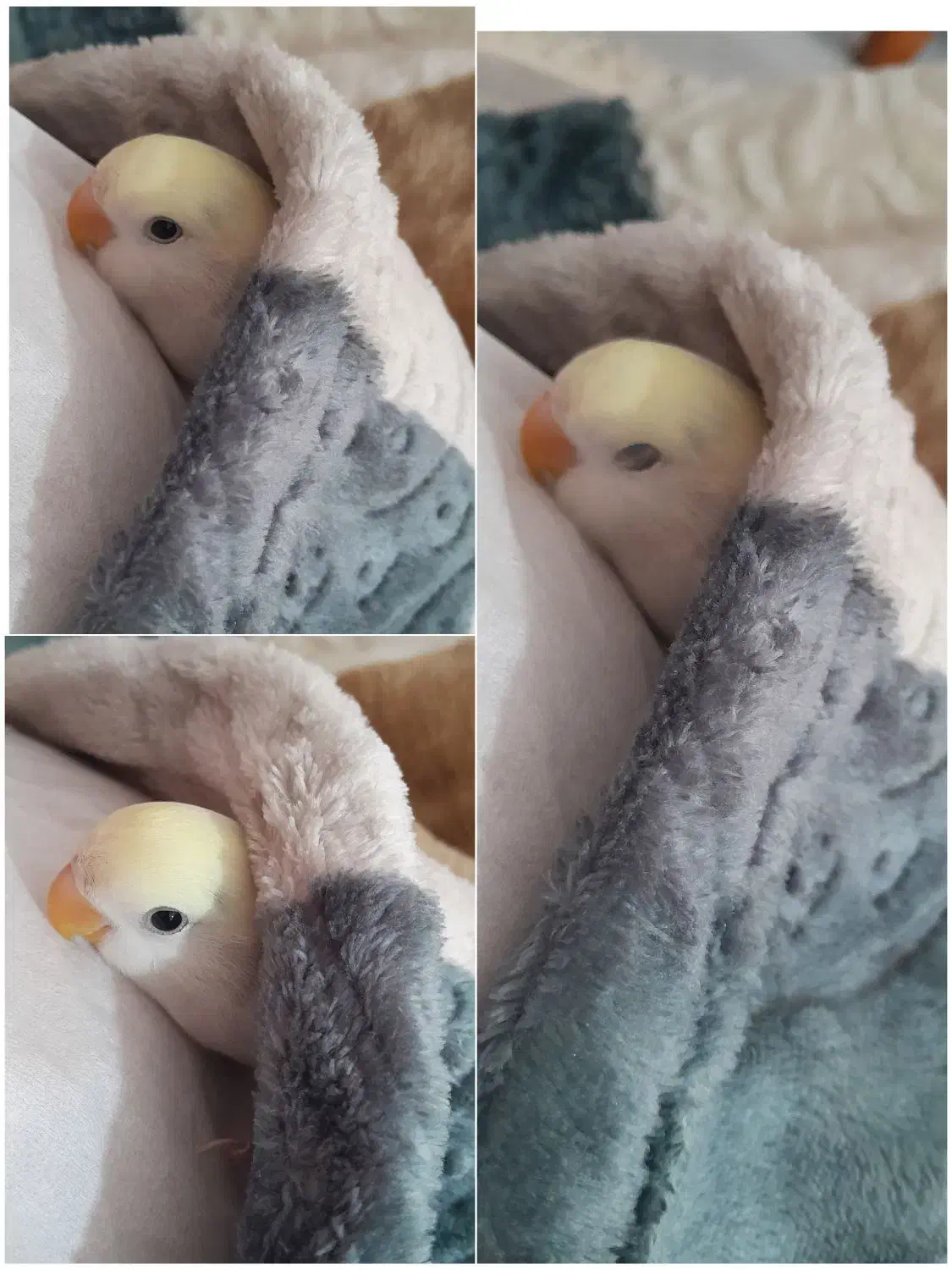 کوتوله برزیلی|پرنده|قوچان, |دیوار