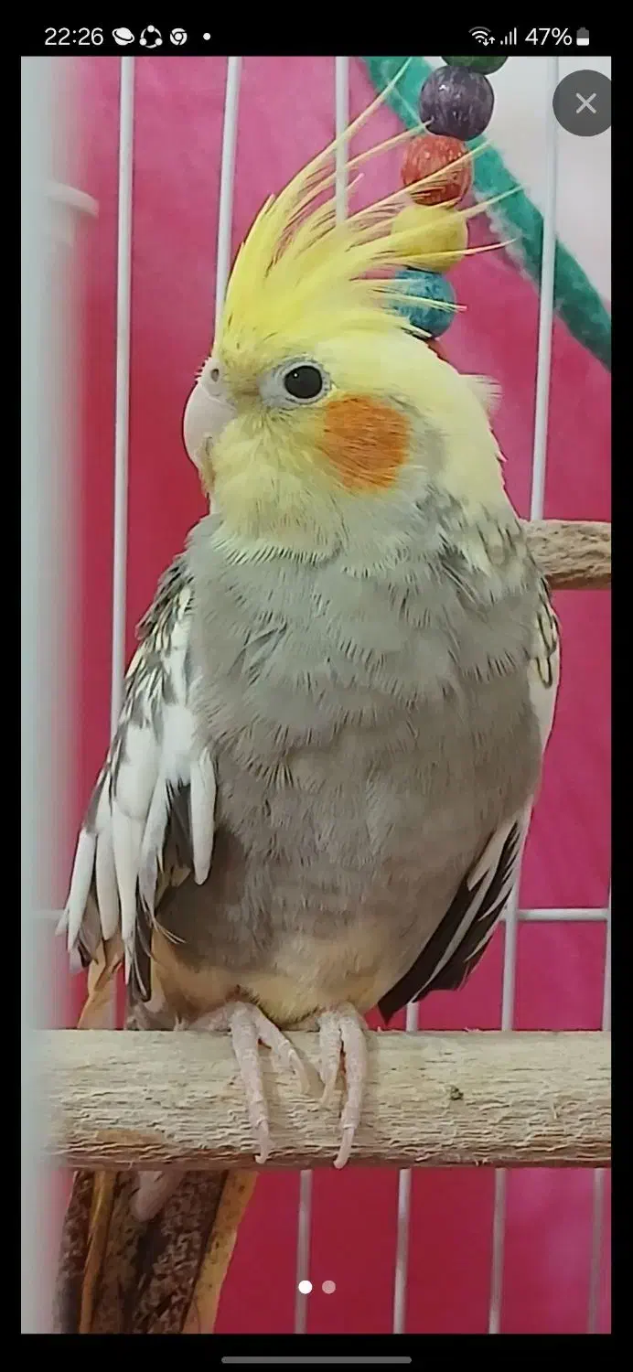 عروس هلندی|پرنده|سرپل ذهاب, |دیوار