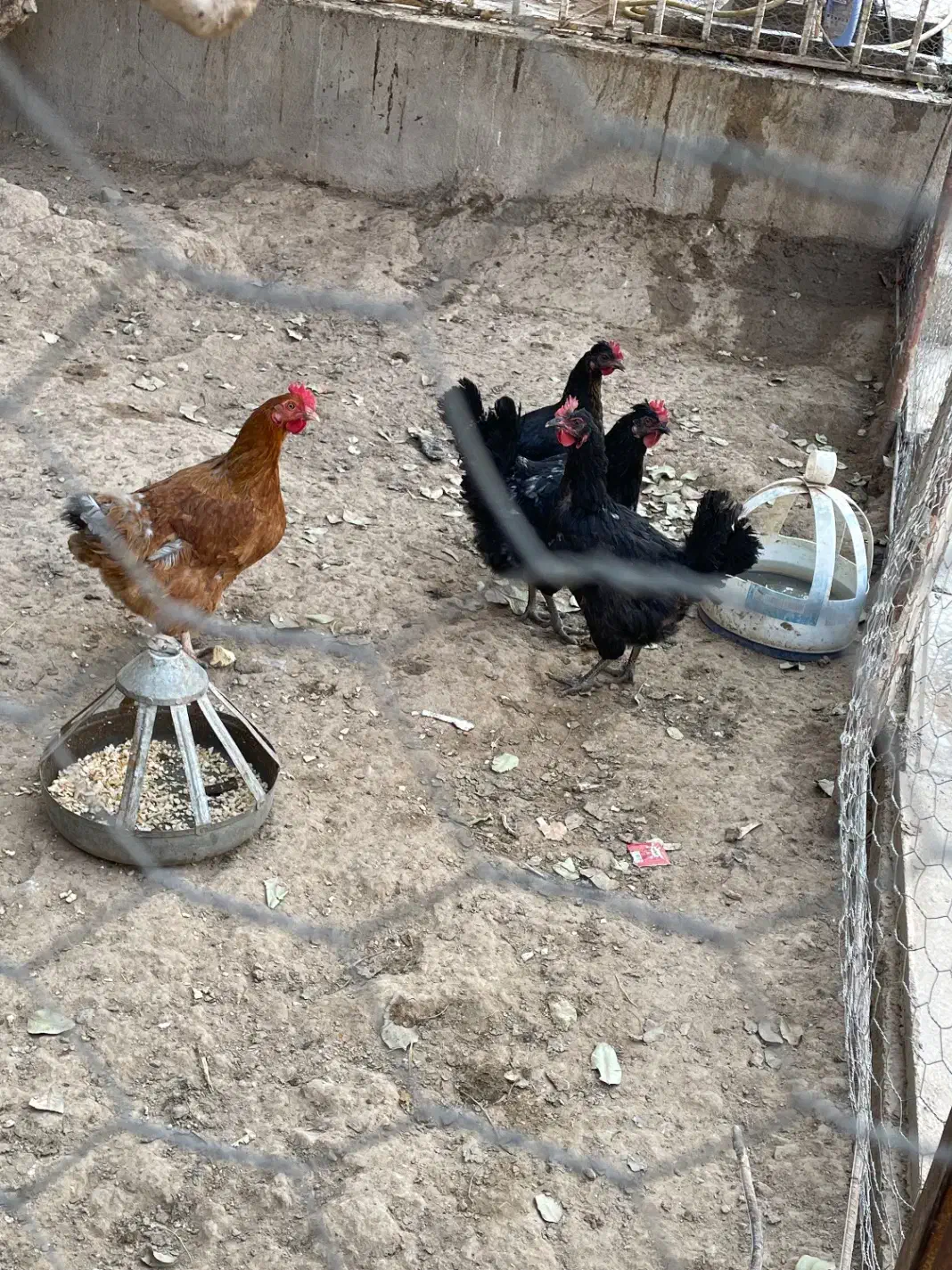 مرغ و خروس|حیوانات مزرعه|سنگان, |دیوار