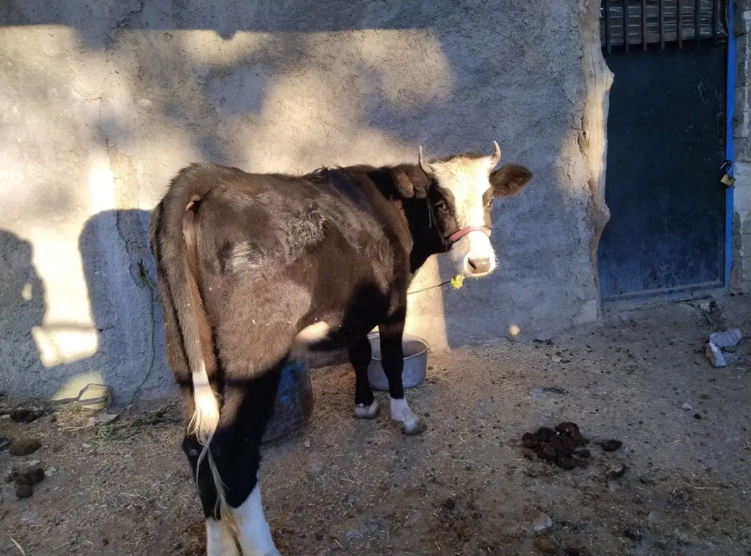 تلیسه، سویسی، اصل|حیوانات مزرعه|پاپی, |دیوار