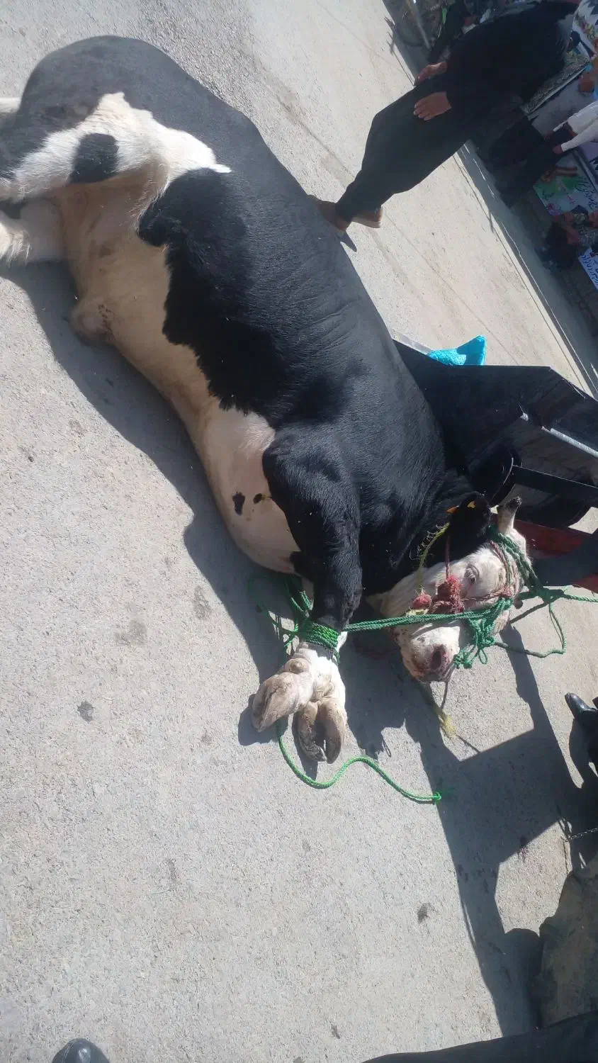 قصاب وکشتارگاو گوسفندگوسال بصورت شبانه روز|خدمات پیشه و مهارت|بروجرد, |دیوار