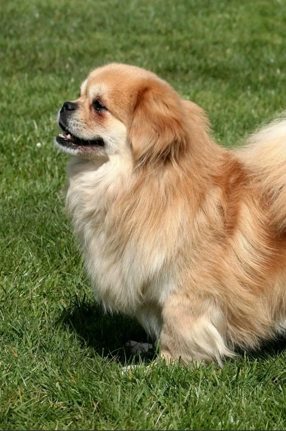 سگ اسپانیل تپیتان|سگ|کرمانشاه, |دیوار