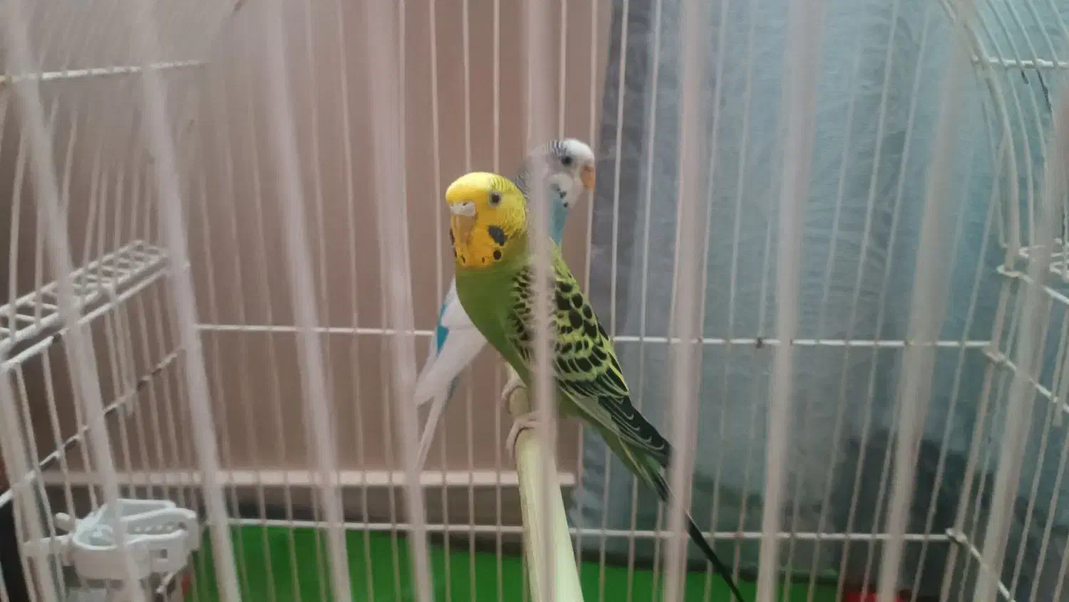 دوعدد مرغ عشق با قفس|پرنده|تبریز, |دیوار