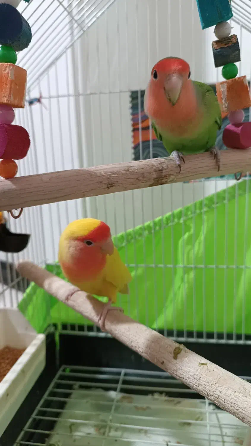 طوطی برزیلی جفت|پرنده|تهران, وردآورد|دیوار