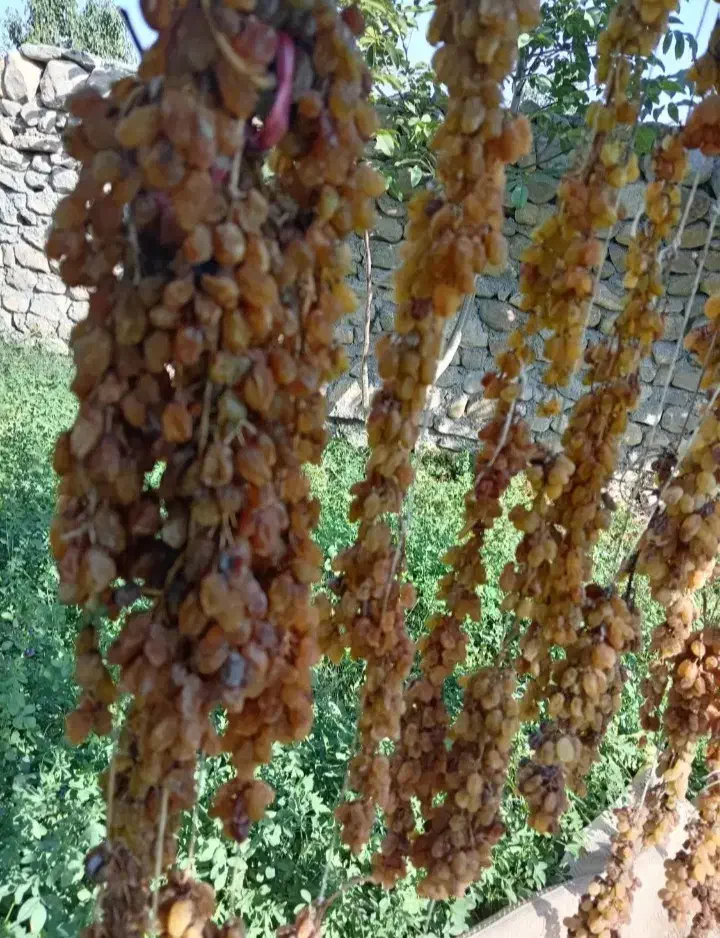 کشمش درجه یک|خوردنی و آشامیدنی|شیروان (خراسان), |دیوار