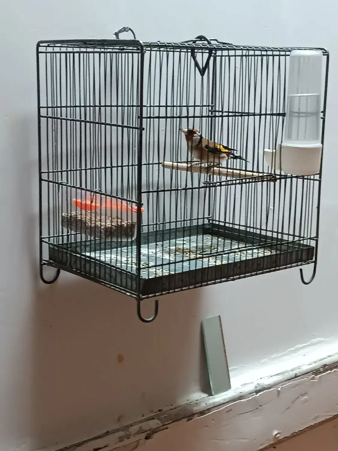 سهره پرنده|حیوانات|مهاباد (آذربایجان غربی), |دیوار