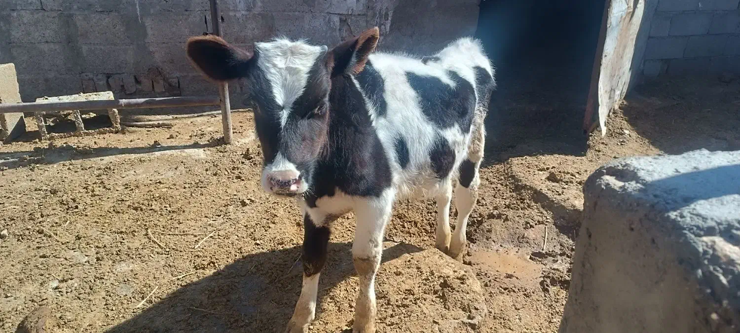 گوساله نر|حیوانات مزرعه|زیرکوه, |دیوار