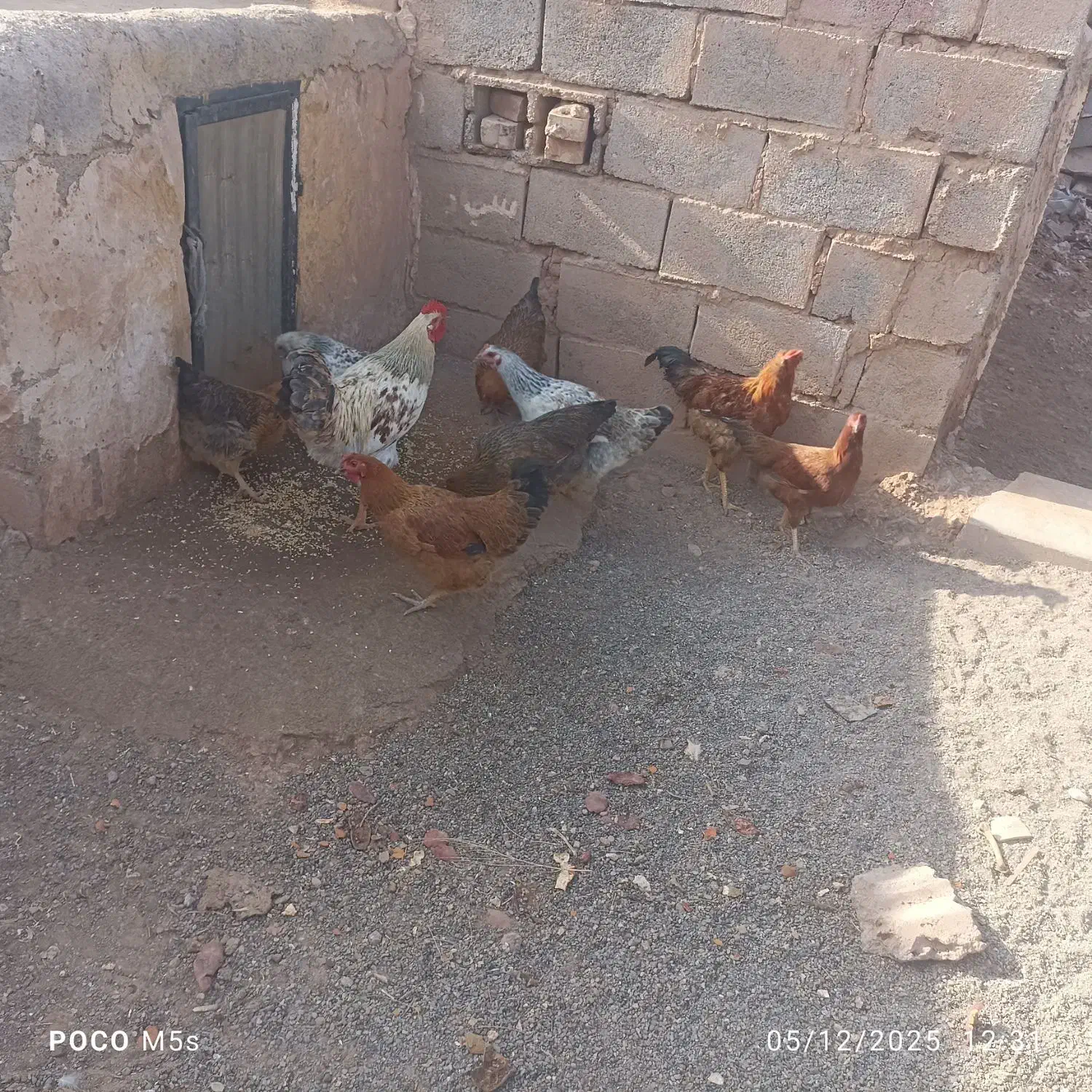 مرغ فروشی|حیوانات مزرعه|پائین جام, |دیوار