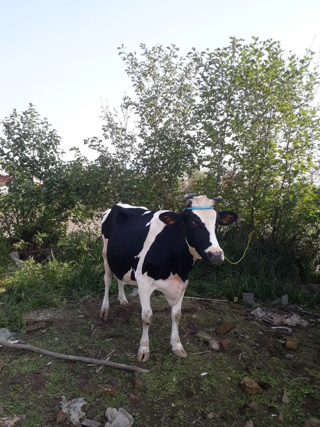 گاو دورگ هولیشتان آماده زایمان       لیشه ورزا|حیوانات مزرعه|رشت, حومه رشت|دیوار