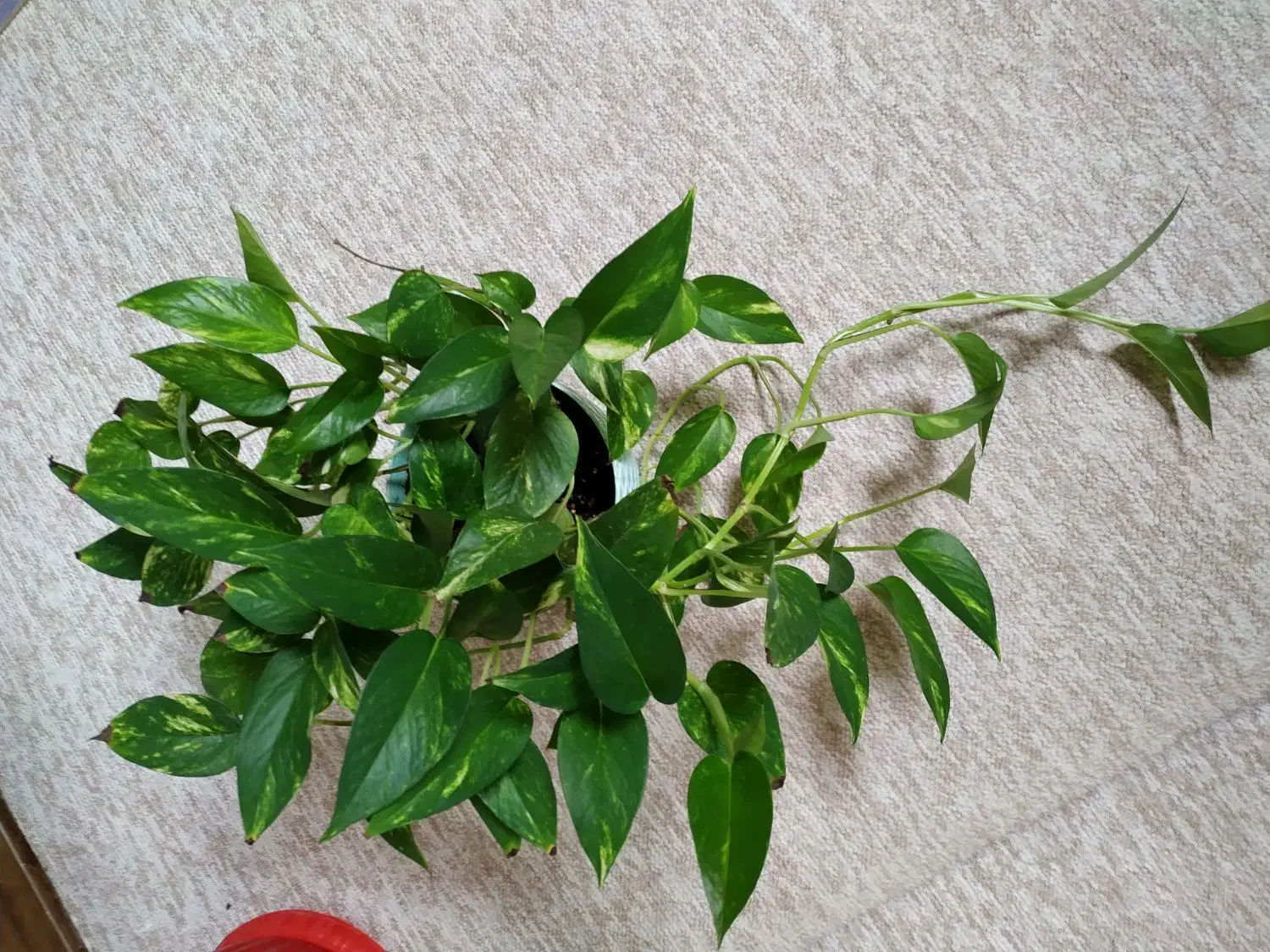 گیاه طبیعی|گل و گیاه طبیعی|بهبهان, |دیوار