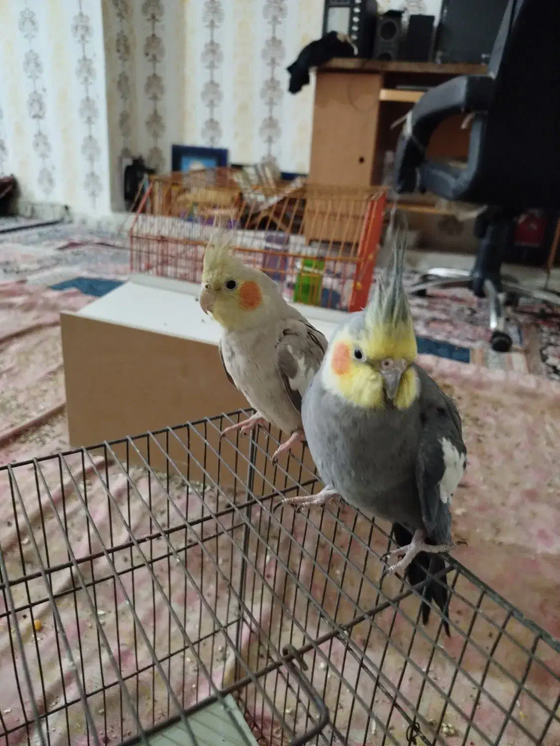 فروش عروس هلندی|پرنده|شادگان, |دیوار