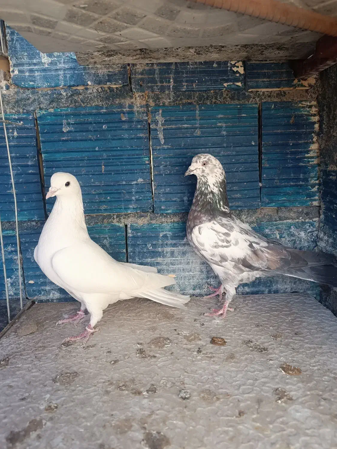 کبوتر|پرنده|سیرجان, |دیوار