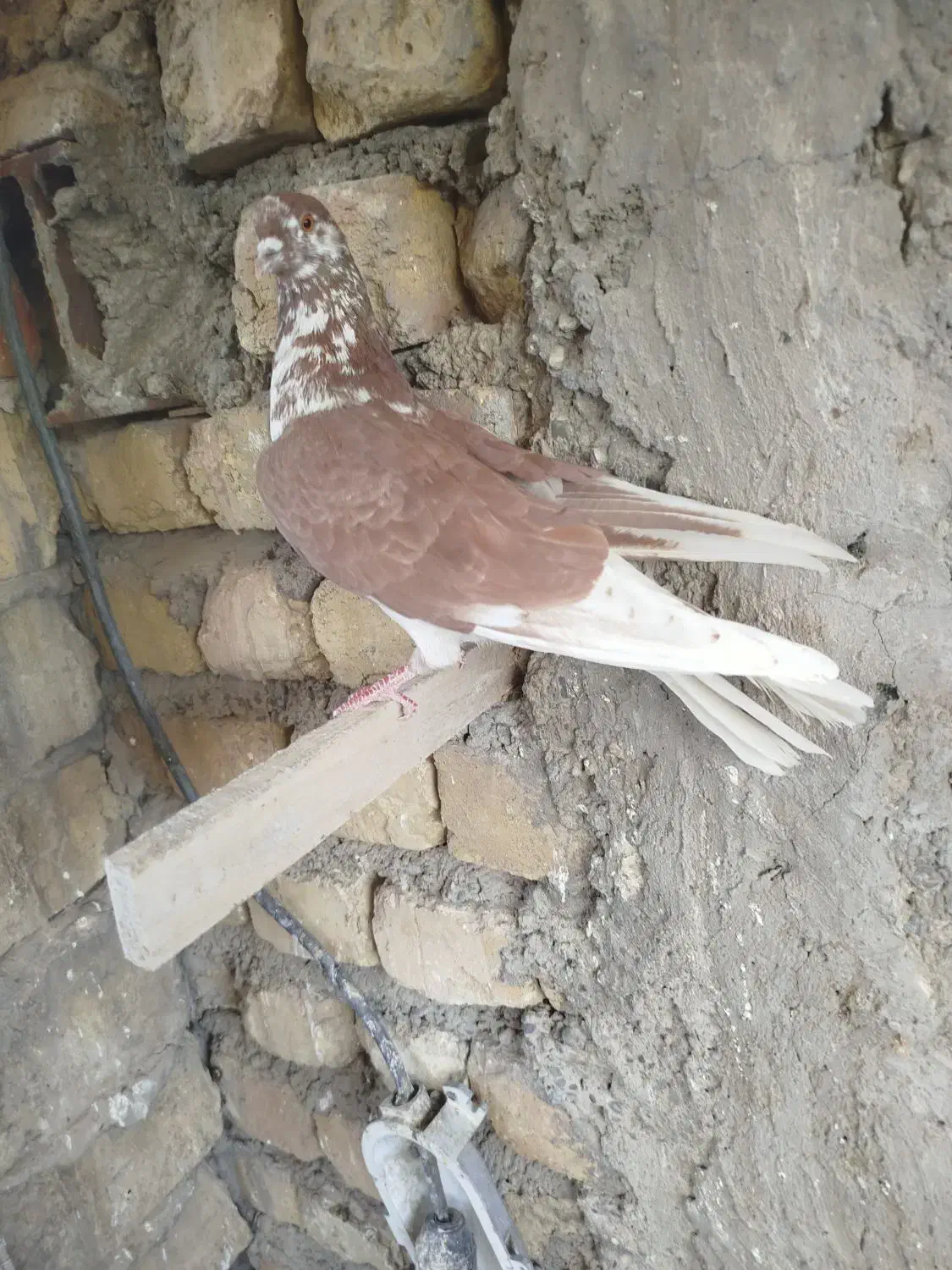 کفتر پرشی شمرونی|پرنده|اصفهان, کشاورزی|دیوار