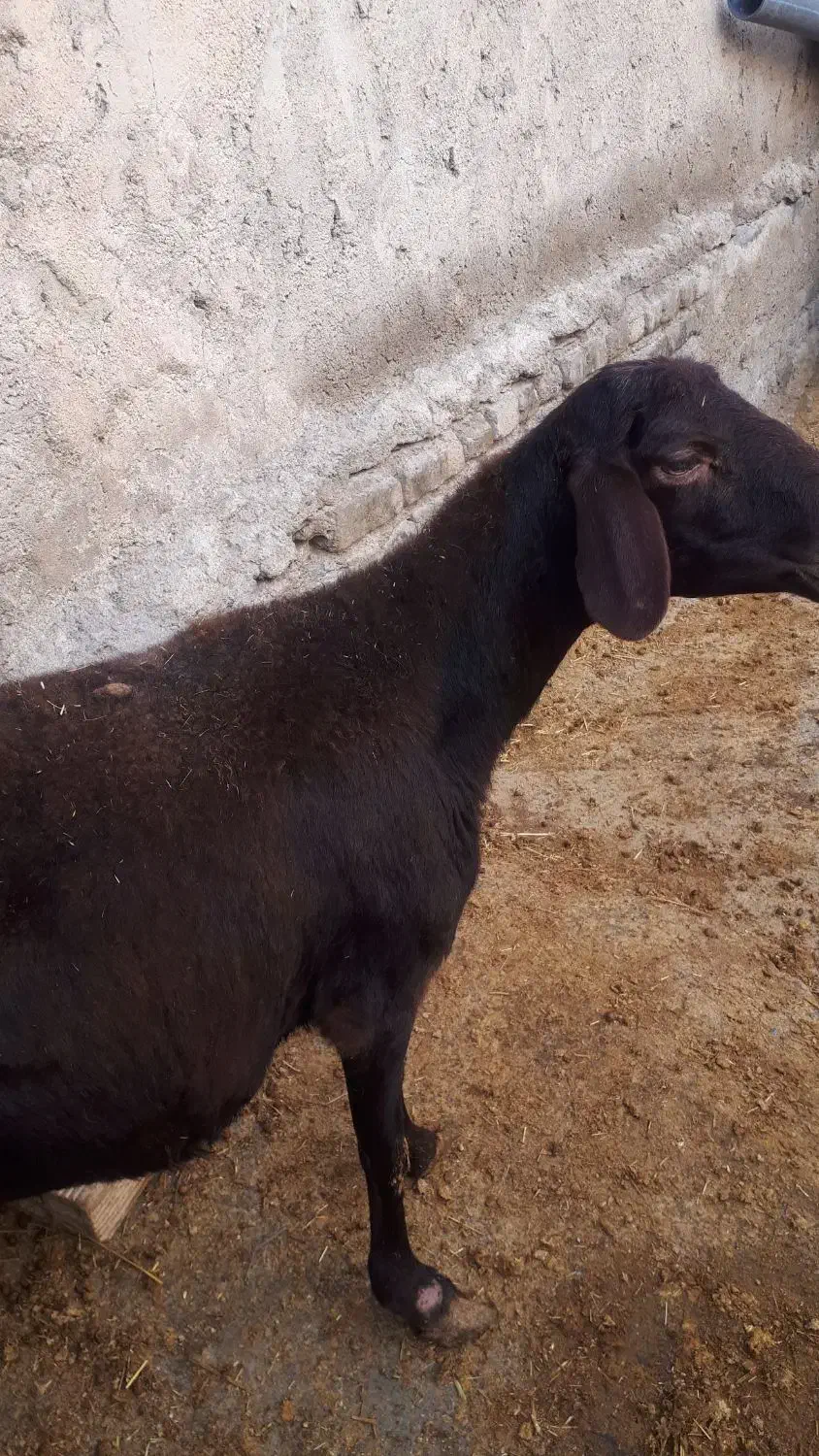 گوسفند|حیوانات مزرعه|بروجرد, |دیوار