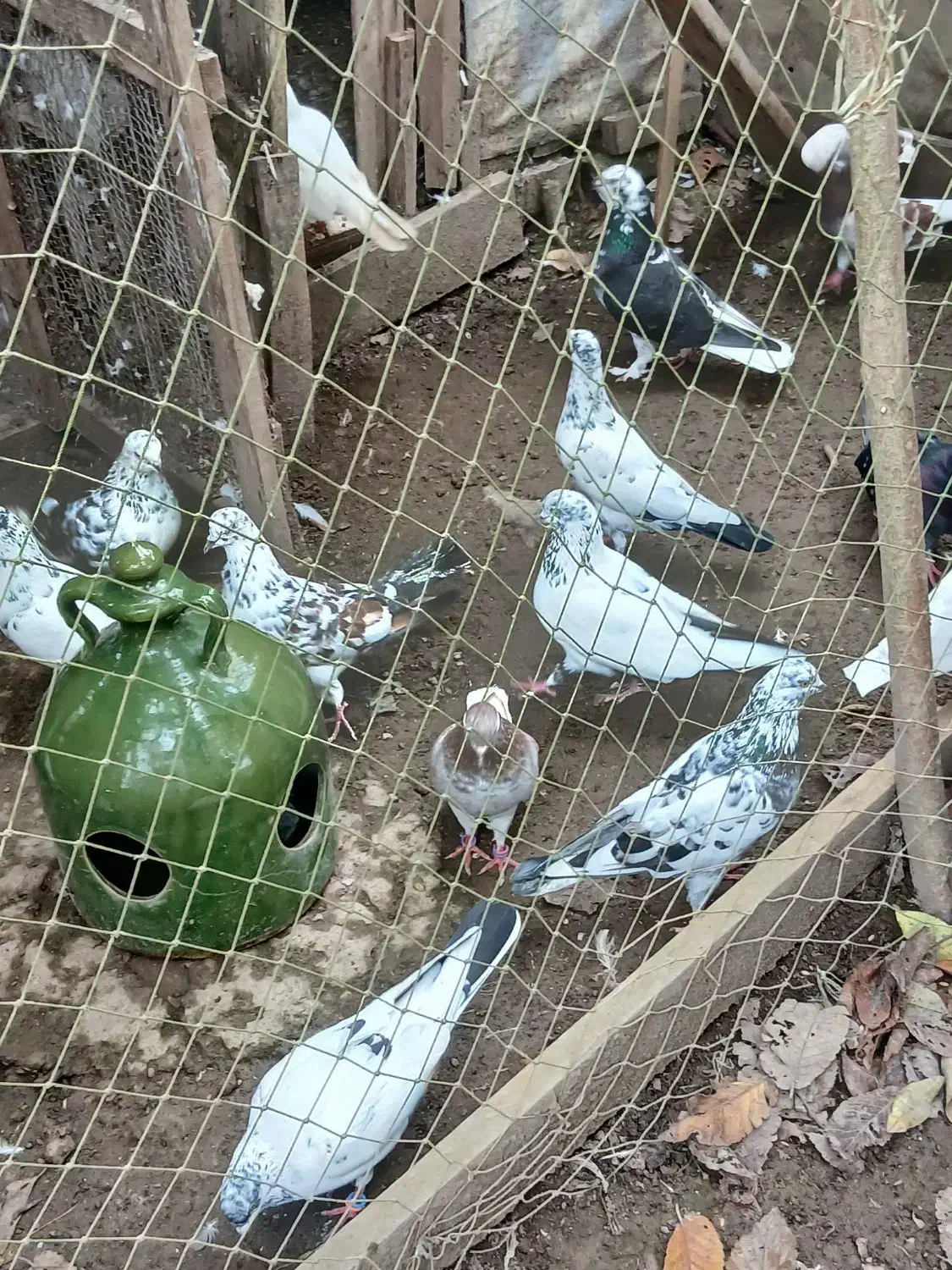 کبوتر|پرنده|کوچصفهان, |دیوار