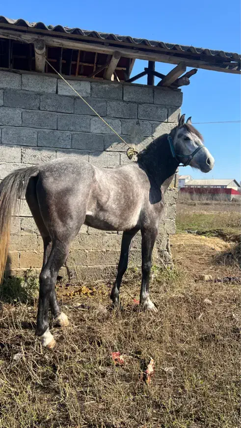 اسب دوخون|اسب و تجهیزات اسبسواری|ضیابر, |دیوار