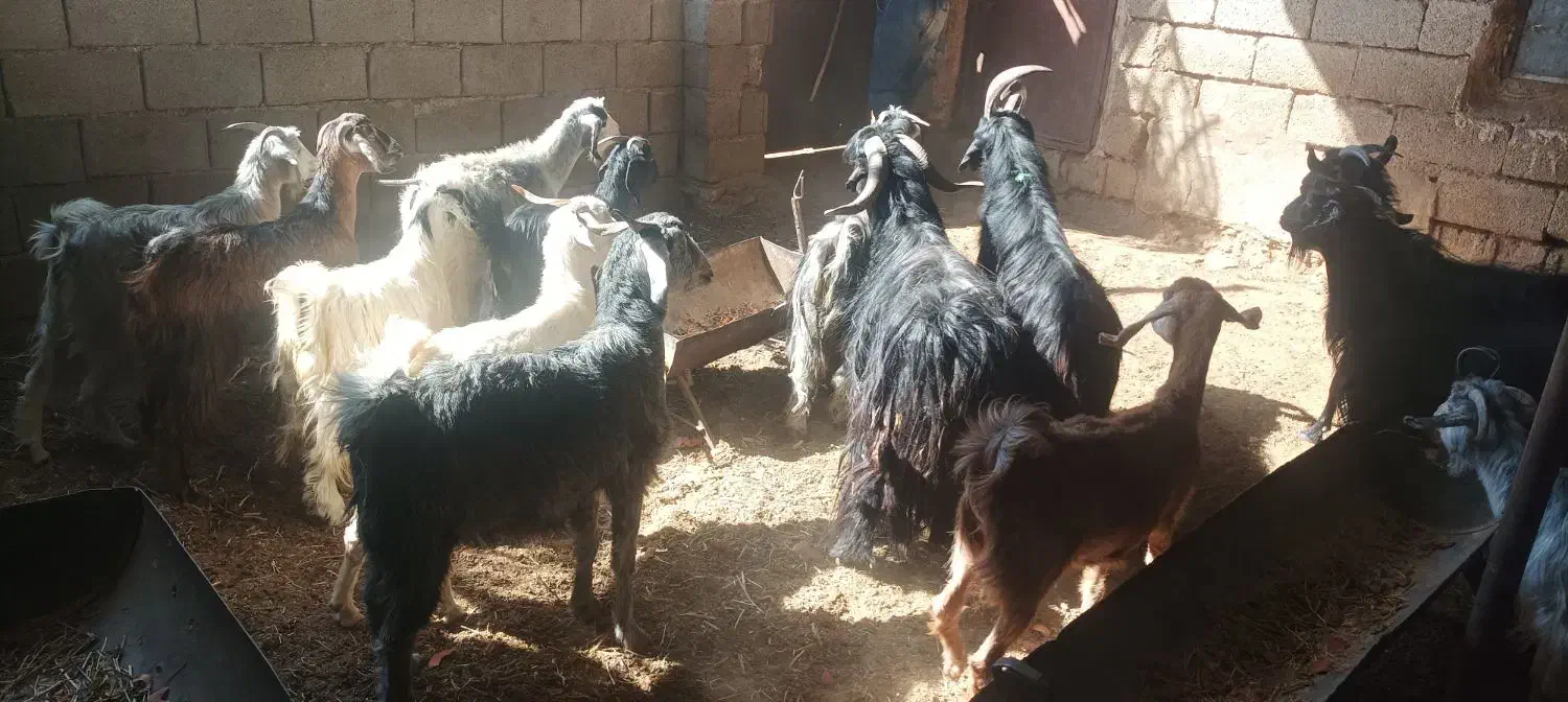 بز آبستن ودوبر (کهره بره میش )|حیوانات مزرعه|شیراز, شهرک مدرس|دیوار