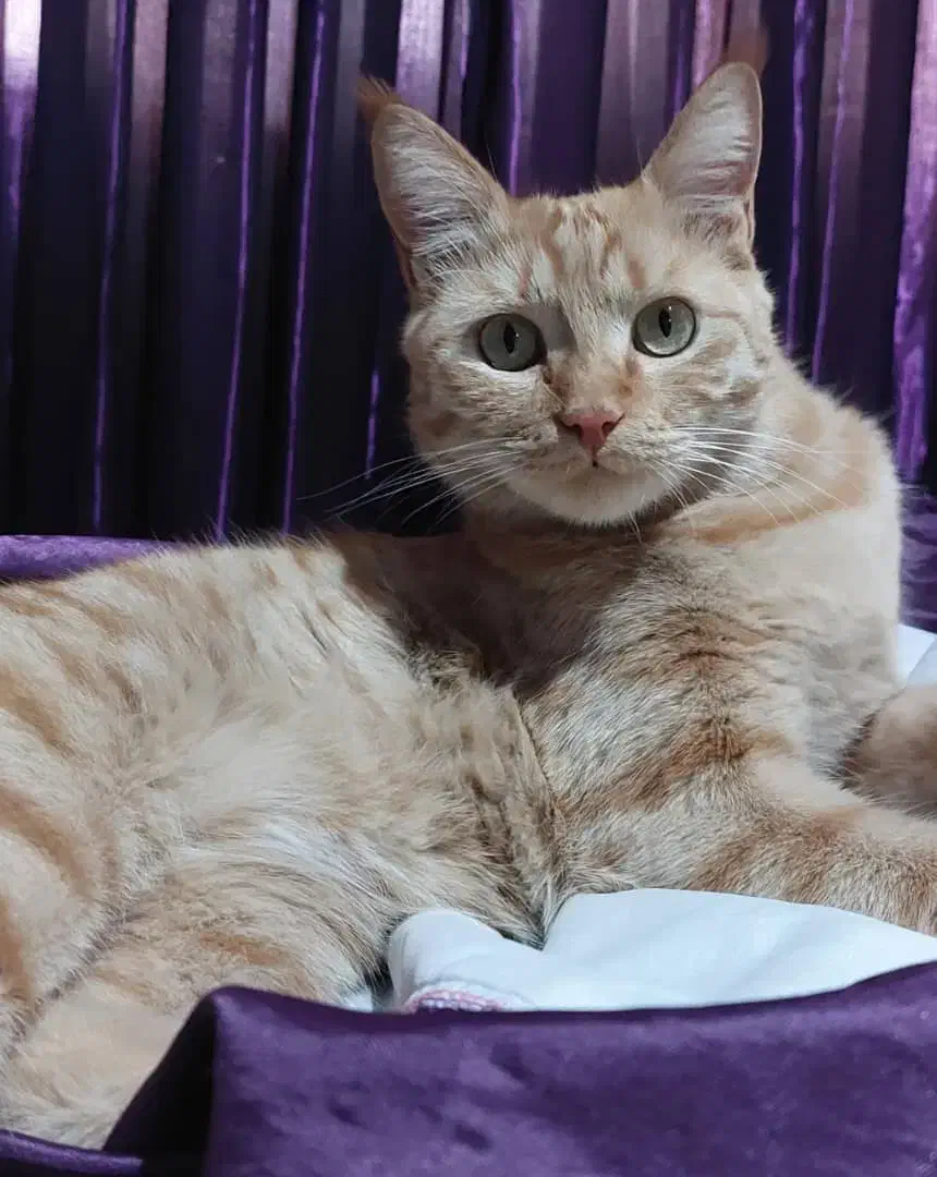 گربه|حیوانات|میاندوآب, |دیوار