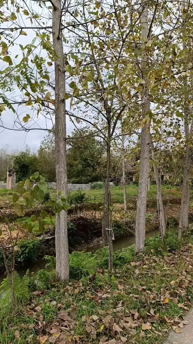 فروش 55 عدد درخت صنوبر|گل و گیاه طبیعی|تولم شهر, |دیوار