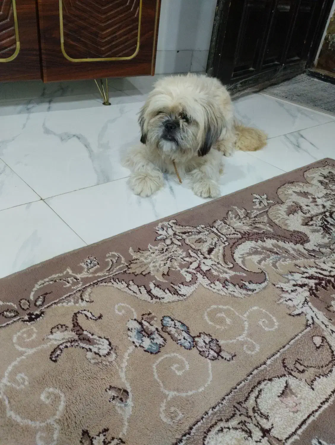 حیوان سگ شیتزو|سگ|فریدونکنار, |دیوار