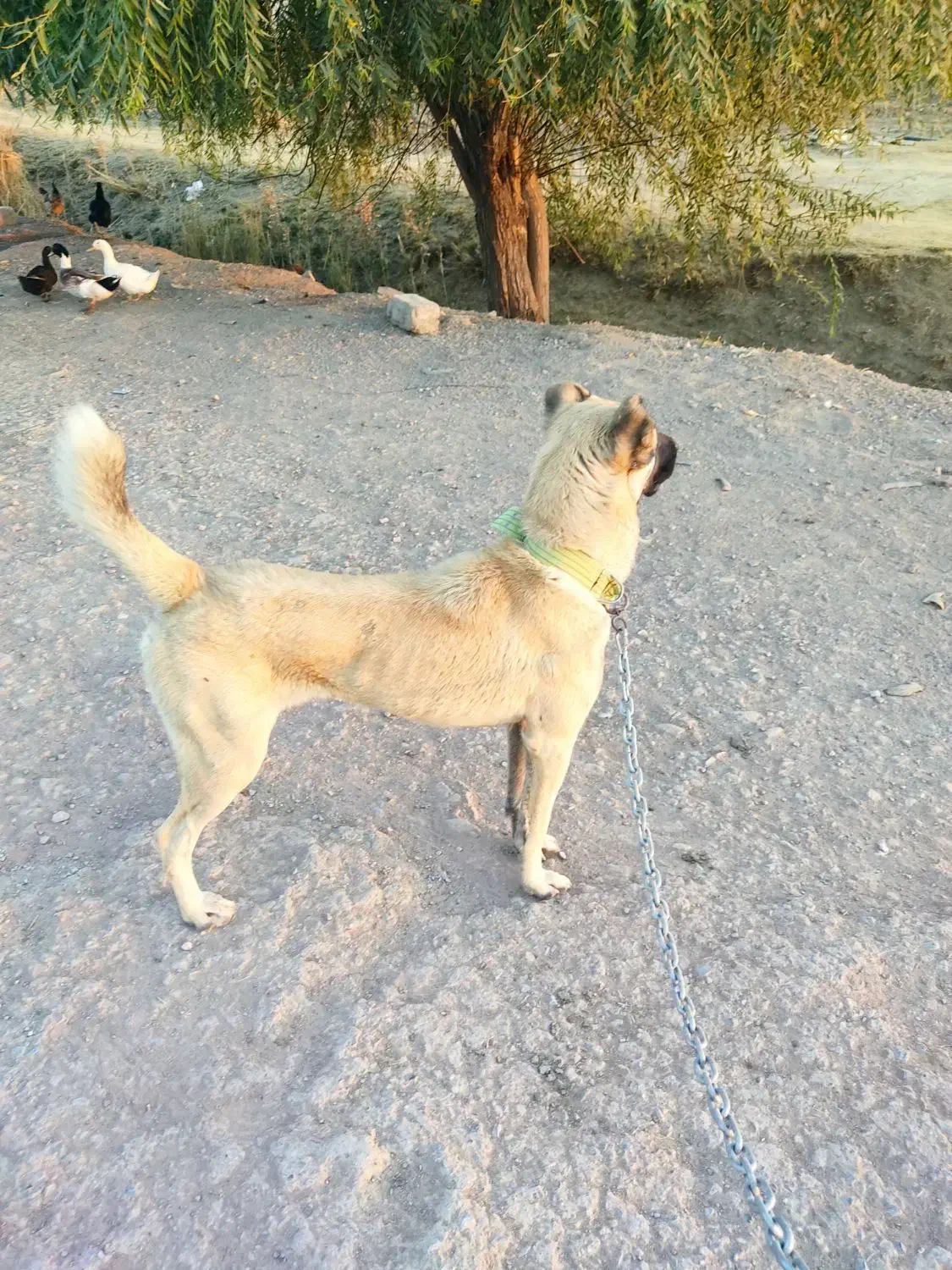 سگ کانگال نر ۷ماه اصل|سگ|مهاباد (آذربایجان غربی), |دیوار