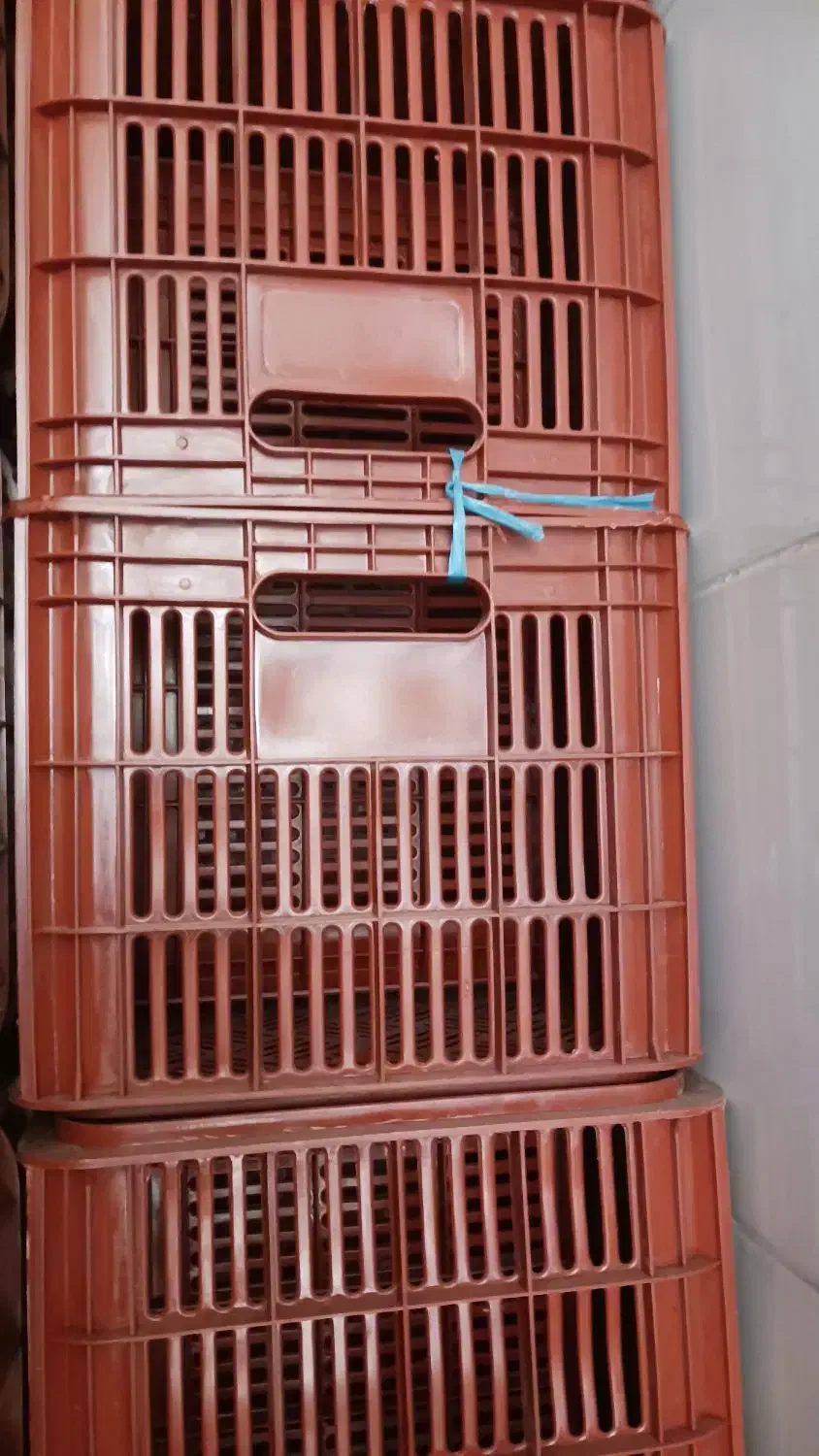 سبدبزرگ|ظروف نگهدارنده، پلاستیکی، یکبارمصرف|کامیاران, |دیوار