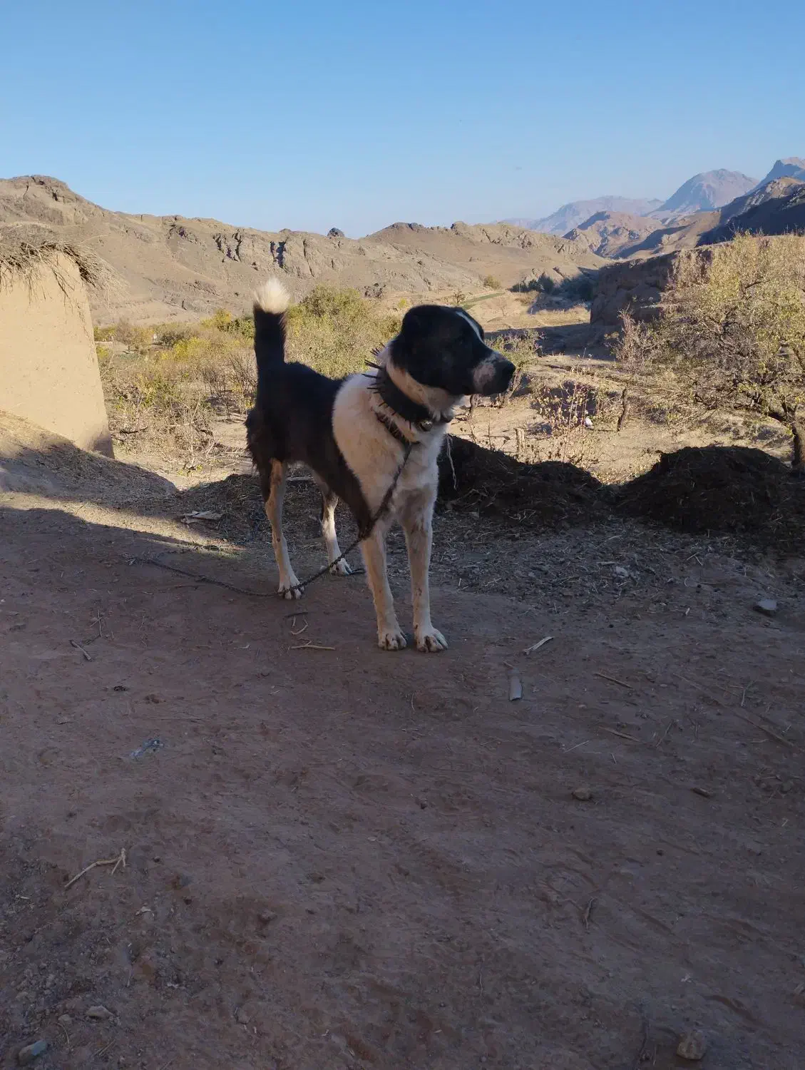 سگ گله|سگ|قائن, |دیوار