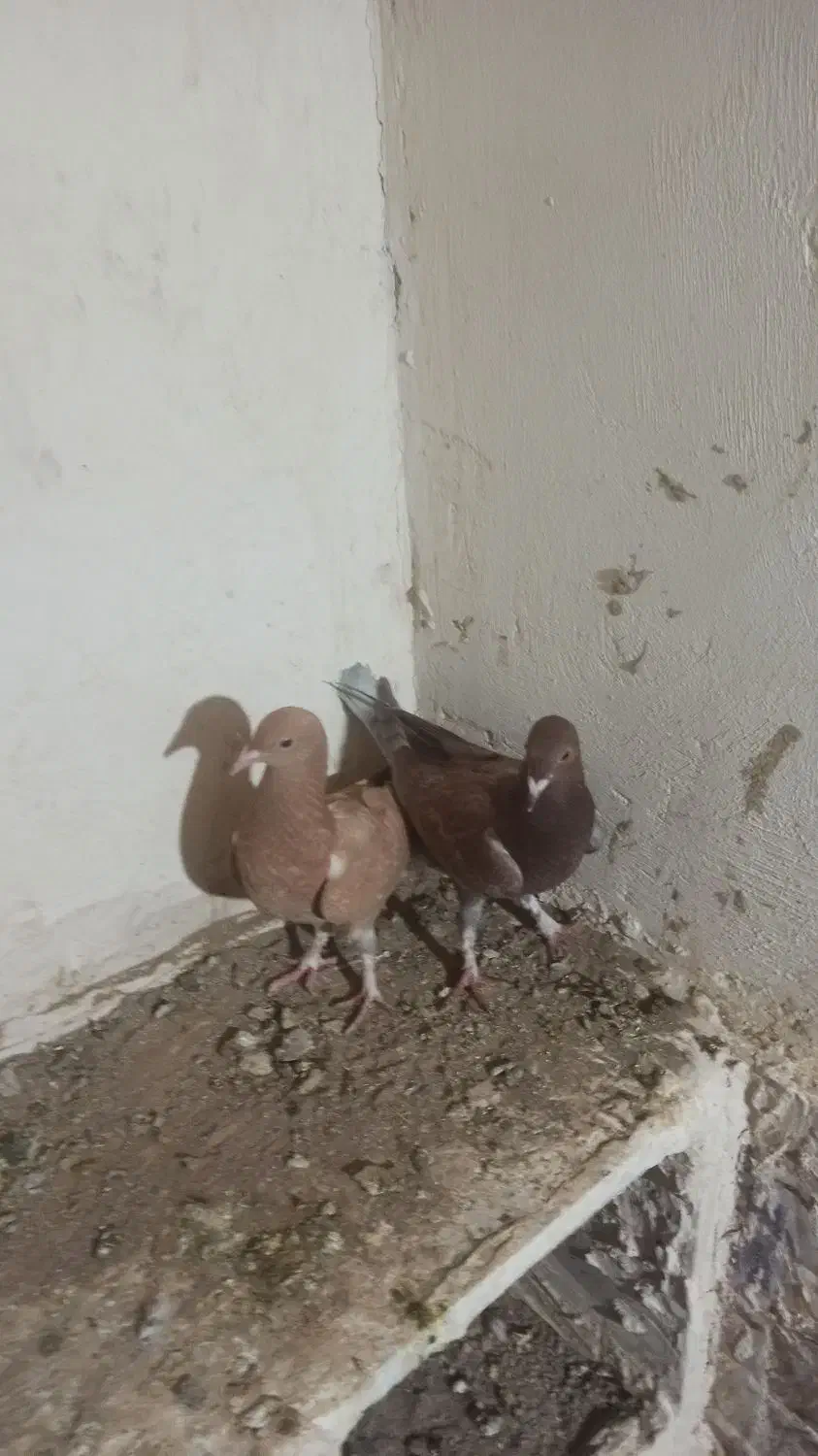 کفتر زرد|پرنده|زهک, |دیوار