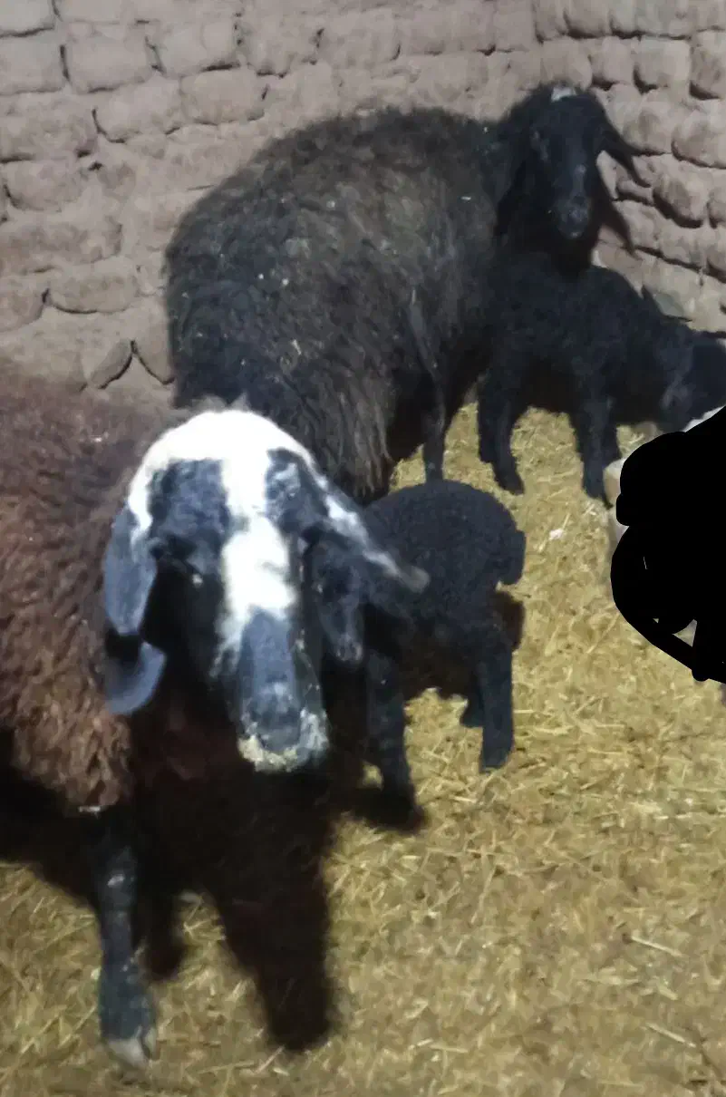 میش و بره|حیوانات مزرعه|قیدار, |دیوار