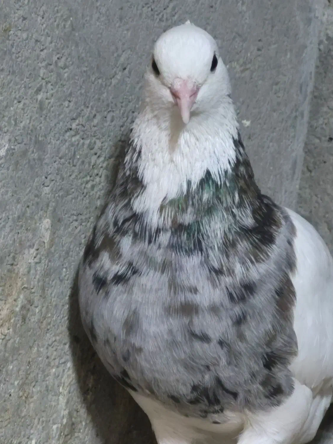 طوقی|پرنده|پاکدشت, پاکدشت (مامازند)|دیوار